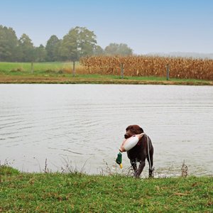 Water & Woods Tethered-Head Foam Fowl Dog Trainer, Mallard, Medium