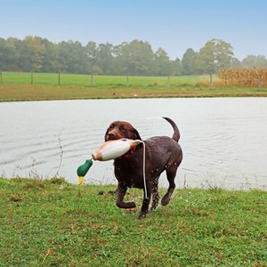 Water & Woods Tethered-Head Foam Fowl Dog Trainer, Mallard, Medium