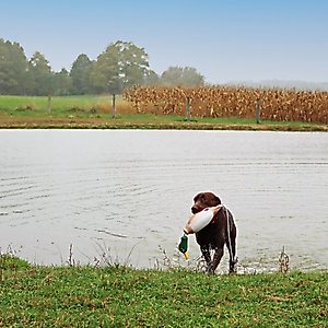 Water & Woods Tethered-Head Foam Fowl Dog Trainer, Mallard, Medium