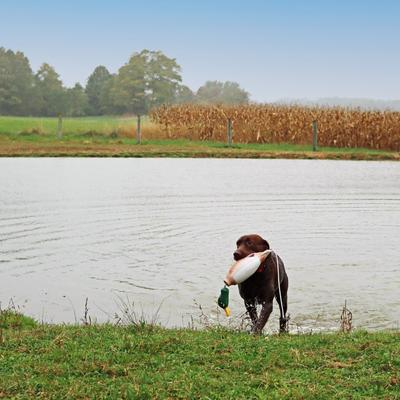 Show full view: Water & Woods Tethered-Head Foam Fowl Dog Trainer, Mallard, Medium slide 3 of 6