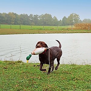 Water & Woods Tethered-Head Foam Fowl Dog Trainer, Mallard, Medium