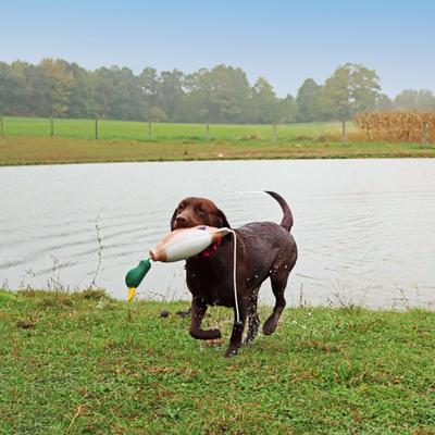 Show full view: Water & Woods Tethered-Head Foam Fowl Dog Trainer, Mallard, Medium slide 4 of 6