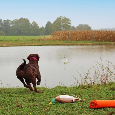Show full view: Water & Woods Tethered-Head Foam Fowl Dog Trainer, Mallard, Medium slide 5 of 6