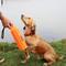 Show in main carousel: Water & Woods Vinyl Dog Training Dummies, Orange, 11 x 2-in slide 4 of 8