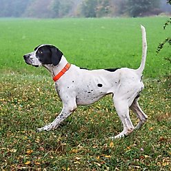 Water & Woods Waterproof Hound Dog Collar, Orange, Medium: 22-in neck, 1-in wide slide 2 of 4