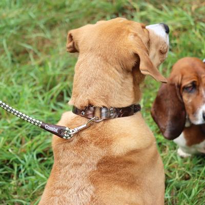 Show full view: Water & Woods Waterproof Hound Dog Collar, Shadow Grass Blades, Medium: 18-in neck, 1-in wide slide 4 of 7