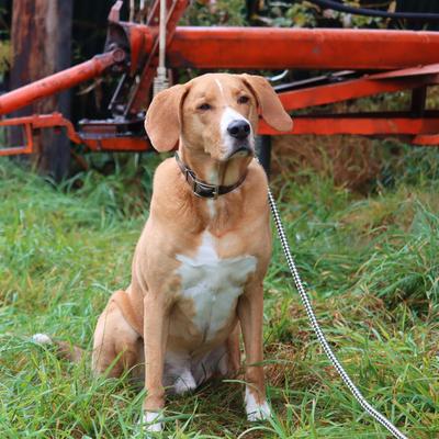 Show full view: Water & Woods Waterproof Hound Dog Collar, Shadow Grass Blades, Medium: 18-in neck, 1-in wide slide 6 of 7
