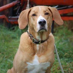 Water & Woods Waterproof Hound Dog Collar, Shadow Grass Blades, Medium: 20-in neck, 1-in wide slide 2 of 6
