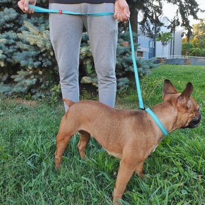 Show full view: WAUDOG Glow in the Dark Nylon Dog Leash, Blue, Medium: 4-ft long, 3/4-in wide slide 7 of 7