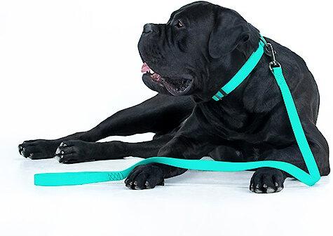 Show full view: WAUDOG Glows In The Dark Dog Leash, 6-ft long, 1-in wide slide 5 of 6