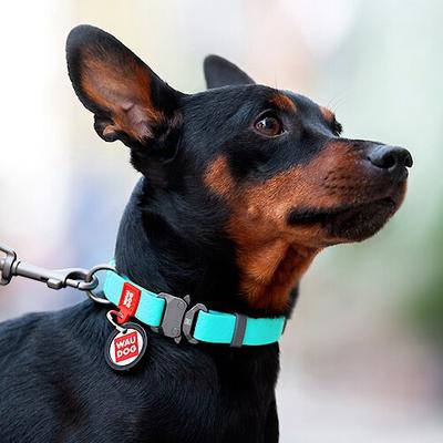 Show full view: WAUDOG Glows In The Dark Waterproof Buckle Dog Collar, 11 to 19-in neck, 1-in wide slide 6 of 8