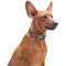Show in main carousel: WAUDOG QR Passport Cotton Dog Collar, Grey, Small slide 6 of 7