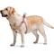 Show in main carousel: WAUDOG Re-Cotton Recycled Material QR Passport Dog Harness, Brown, Medium slide 5 of 7