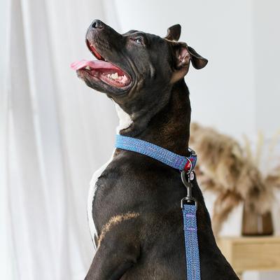 Show full view: WAUDOG Reflective Cotton Dog Leash, Blue, Medium, 6.5-ft slide 5 of 8