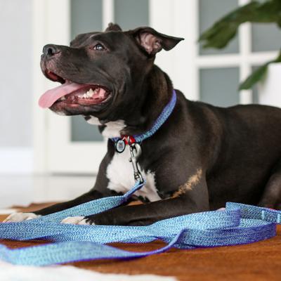 Show full view: WAUDOG Reflective Cotton Dog Leash, Blue, Medium, 6.5-ft slide 7 of 8