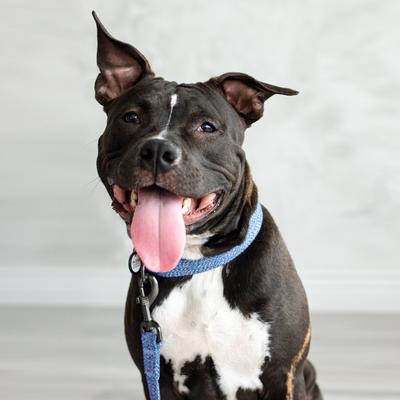 Show full view: WAUDOG Reflective Cotton Dog Leash, Blue, Small, 5-ft slide 6 of 8