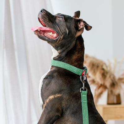 Show full view: WAUDOG Reflective Cotton Dog Leash, Green, Large, 10-ft slide 6 of 7