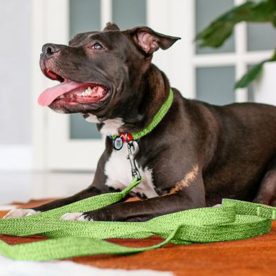 Show full view: WAUDOG Reflective Cotton Dog Leash, Lime Green, Small, 16-ft slide 4 of 7