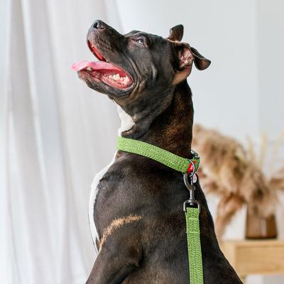 Show full view: WAUDOG Reflective Cotton Dog Leash, Lime Green, Small, 16-ft slide 5 of 7