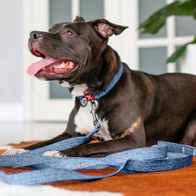Show full view: WAUDOG Reflective Cotton Dog Leash, Navy Blue, Large, 10-ft slide 5 of 8
