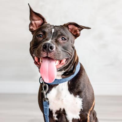 Show full view: WAUDOG Reflective Cotton Dog Leash, Navy Blue, Small/Medium, 10-ft slide 6 of 7