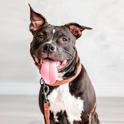 Show full view: WAUDOG Reflective Cotton Dog Leash, Orange, Large, 10-ft slide 7 of 8