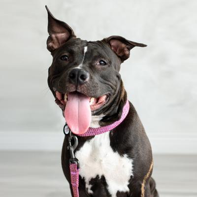 Show full view: WAUDOG Reflective Cotton Dog Leash, Pink, Large/XX-Large, 10-ft slide 7 of 8