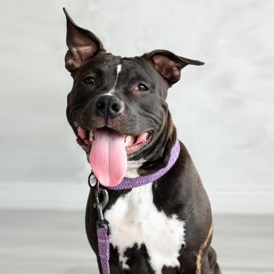 Show full view: WAUDOG Reflective Cotton Dog Leash, Purple, Medium, 17-ft slide 8 of 9