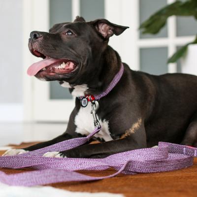 Show full view: WAUDOG Reflective Cotton Dog Leash, Purple, Small, 10-ft slide 6 of 9