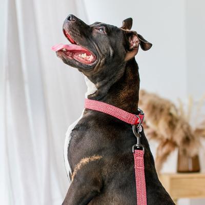 Show full view: WAUDOG Reflective Cotton Dog Leash, Red, Large, 10-ft slide 5 of 7