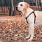 Show in main carousel: WAUDOG Waterproof Dog Harness with QR Tag, Black, Medium slide 6 of 7