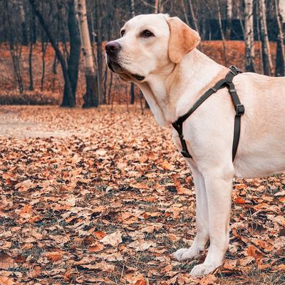 Show full view: WAUDOG Waterproof Dog Harness with QR Tag, Black, Medium slide 6 of 7