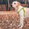 Show in main carousel: WAUDOG Waterproof Dog Harness with QR Tag, Green, Large slide 6 of 7
