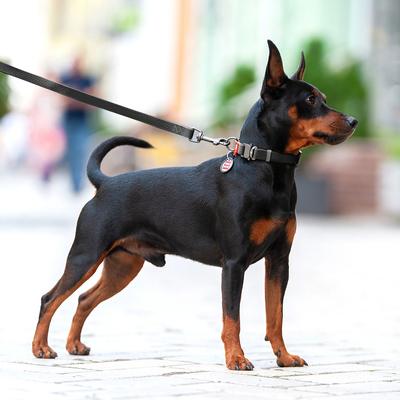 Show full view: WAUDOG Waterproof Dog Leash, Black, Small: 4-ft long, 5/8-in wide slide 5 of 7