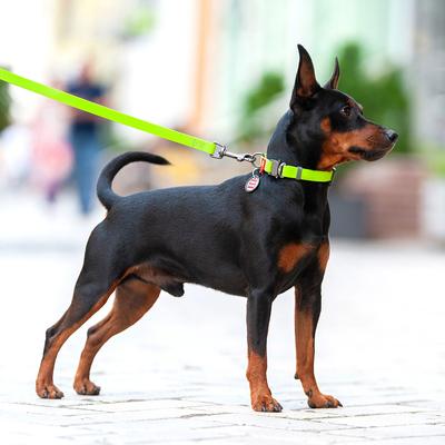 Show full view: WAUDOG Waterproof Dog Leash, Green, Medium: 10-ft long, 3/4-in wide slide 6 of 8