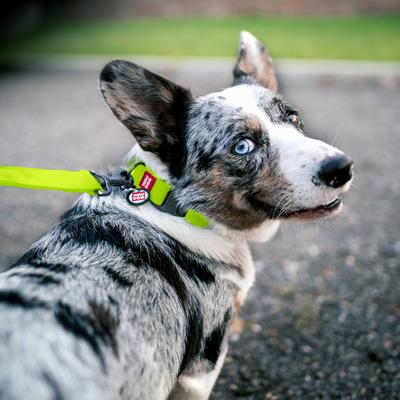Show full view: WAUDOG Waterproof Dog Leash, Green, Medium: 10-ft long, 3/4-in wide slide 7 of 8