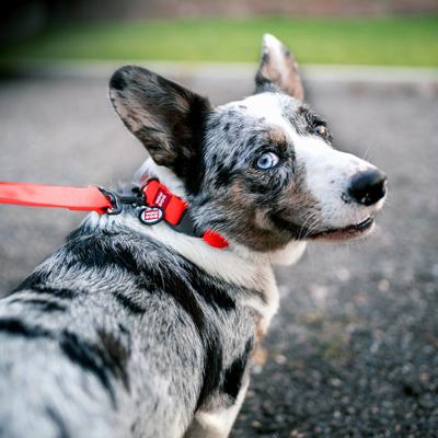 Show full view: WAUDOG Waterproof Dog Leash, Red, Medium: 10-ft long, 3/4-in wide slide 6 of 7