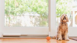 Wayzn Smart Pet Door, Medium