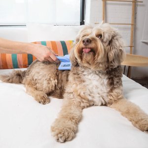 We Love Doodles Dog Slicker Brush for Grooming, Blue, Large