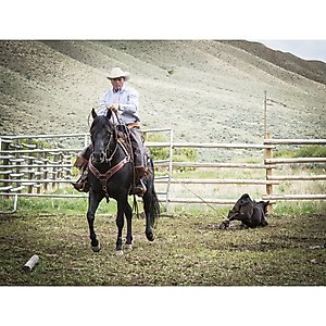 Weaver Equine AirFlex Roper Cinch & Roll Snug Horse Cinch Buckle, 32-in