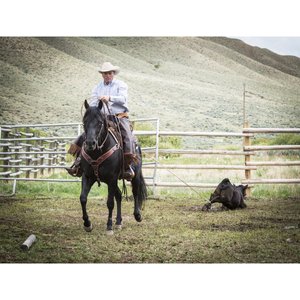 Weaver Equine AirFlex Roper Cinch & Roll Snug Horse Cinch Buckle, 34-in