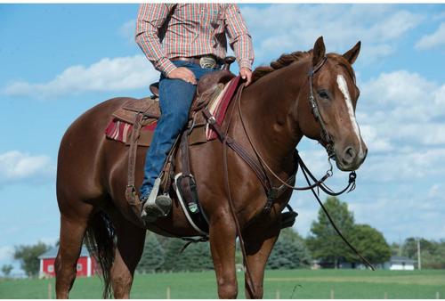 Show full view: Weaver Equine Austin Horse Breast Collar slide 2 of 3