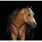 Show in main carousel: Weaver Equine Austin Horse Breast Collar slide 3 of 3
