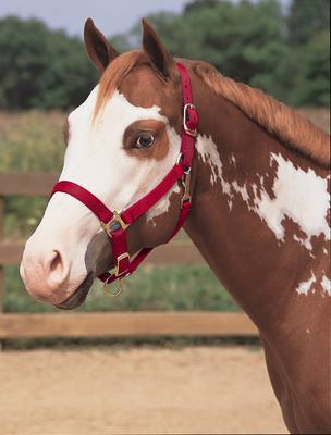 Show full view: Weaver Equine Basic Adjustable Nylon Horse Halter, Red, Large slide 2 of 4