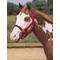 Show in main carousel: Weaver Equine Basic Adjustable Nylon Horse Halter, Red, Small slide 2 of 4