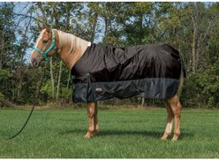Weaver Equine Economy 600D Turnout Horse Blanket, Black, 81-in
