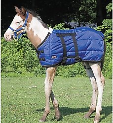 Weaver Equine Foal Blanket, 39-in
