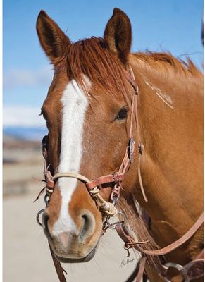 Show full view: Weaver Equine Justin Dunn Bitless Horse Bridle, Russet slide 2 of 5