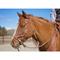Show in main carousel: Weaver Equine Justin Dunn Bitless Horse Bridle, Russet slide 3 of 5