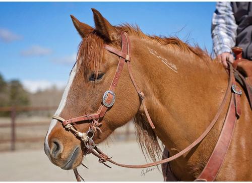 Show full view: Weaver Equine Justin Dunn Bitless Horse Bridle, Russet slide 3 of 5